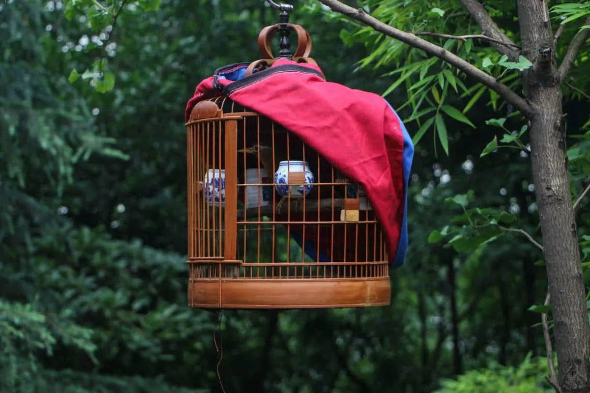 a brown birdcage with red cover. looking for unique things to do in ho chi minh city then visit the tao dan park bird cafe