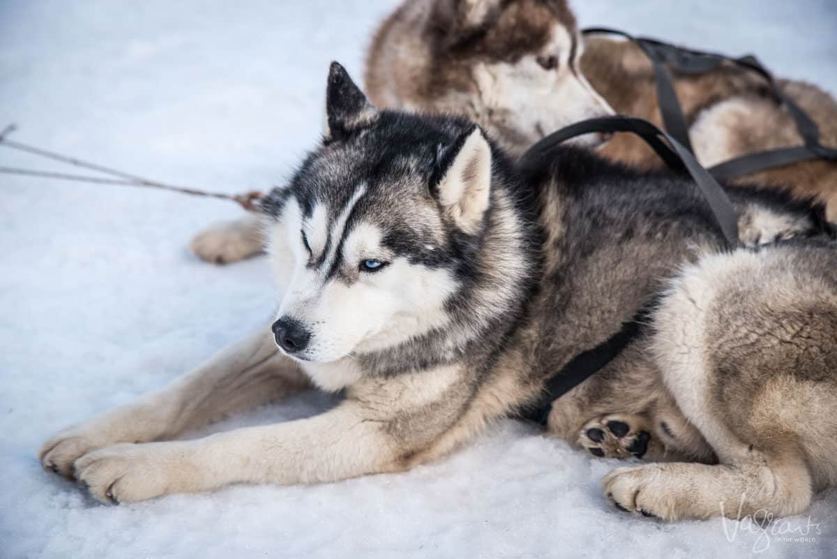 2 huskies lying in the snow.