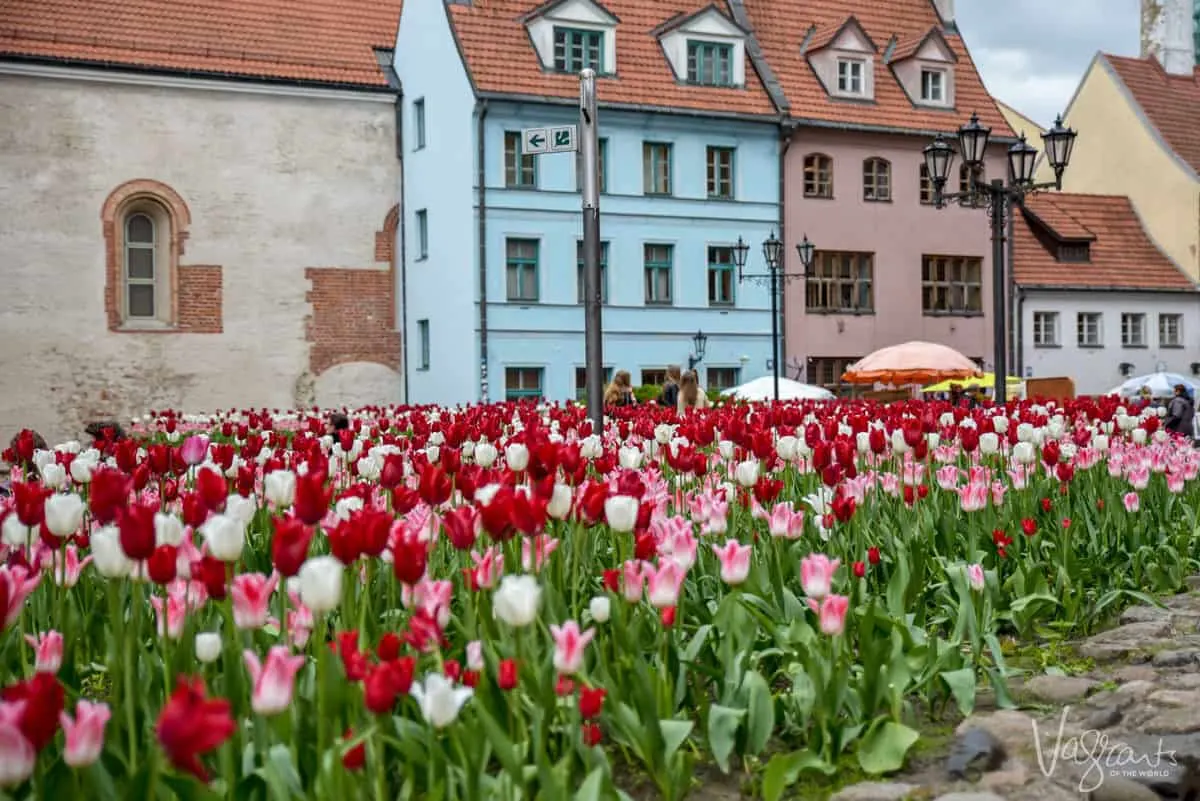 Tulips in bloom in front of colourful buildings in old town Riga Latvia.