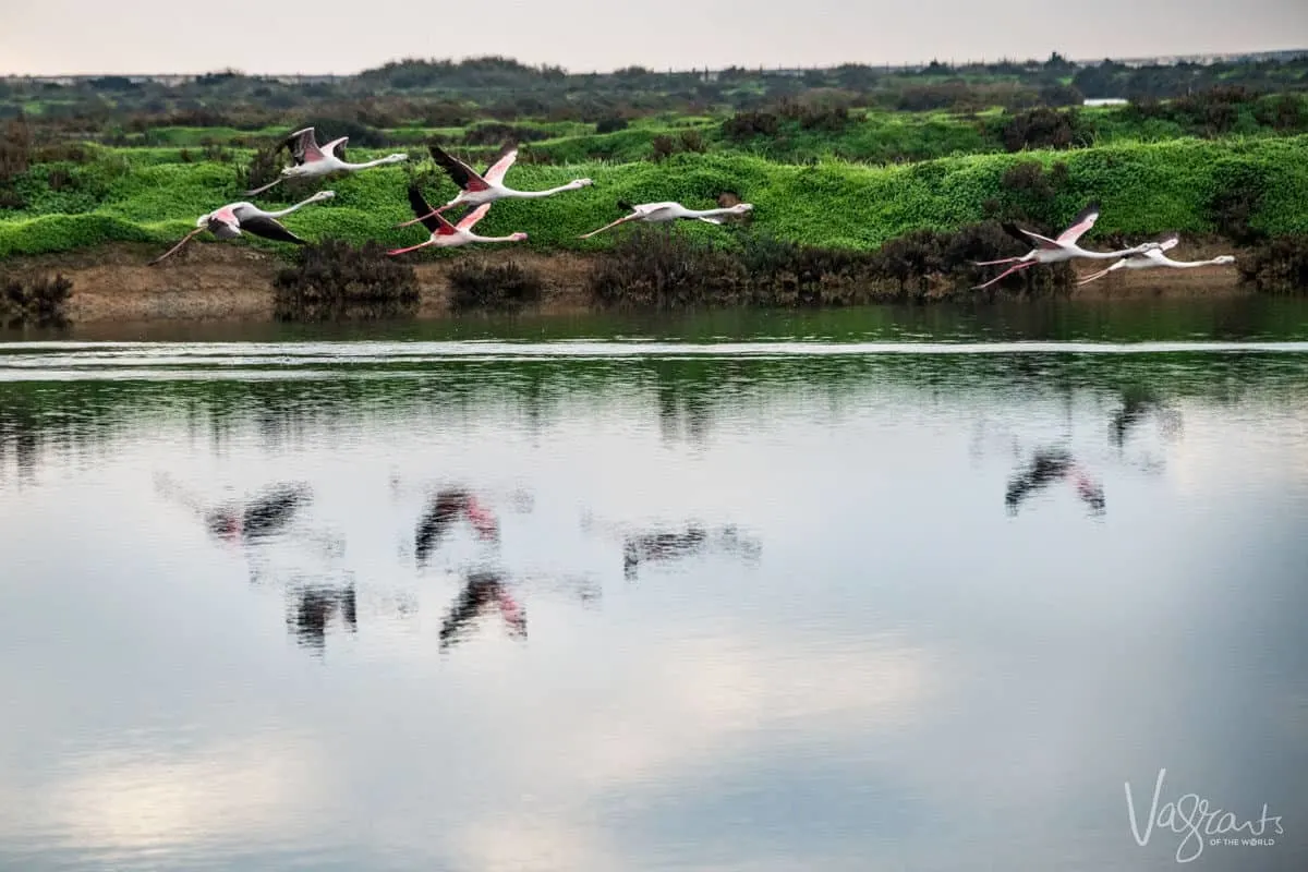 Migratory flamingos in in flight over water in the Algarve in southern Portugal