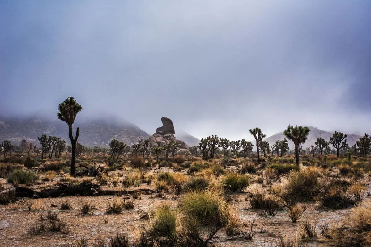 Fog settling on Joshua Tree National Park