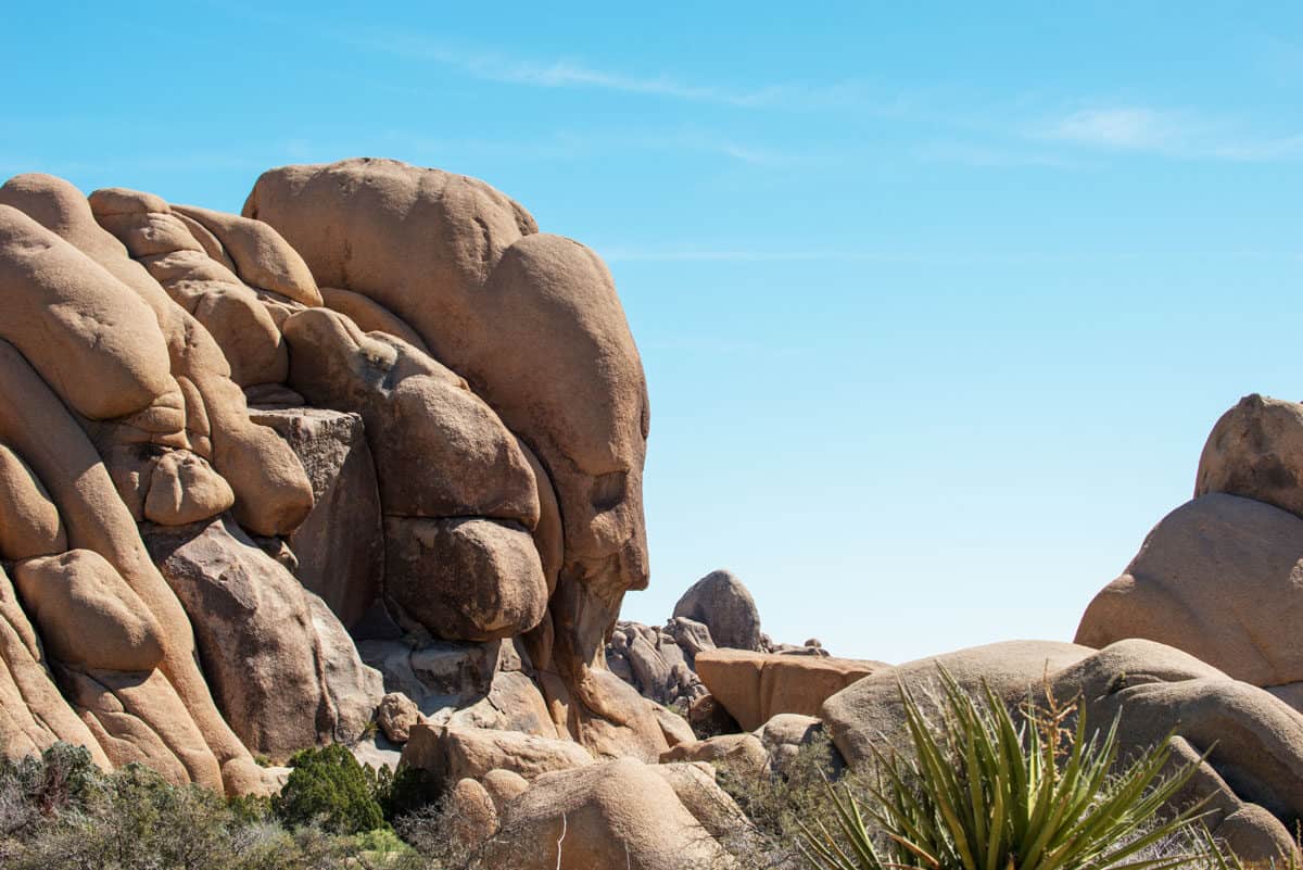Face Rock in Joshua Tree National Park is a great detour on the Split Rock Loop Trail
