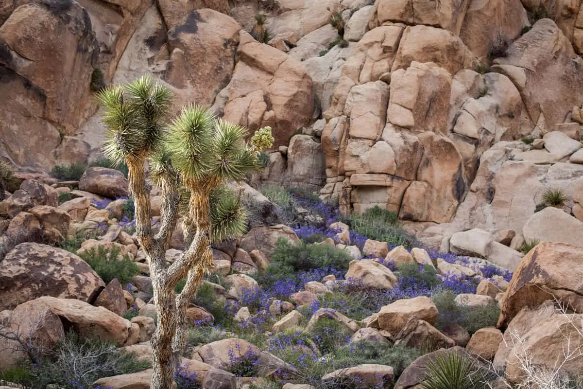 Wild flowers and a Joshua tree with rocks in the background. Spring is one of the best times to visit Joshua Tree National park