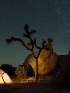 A small dome tent with light on next to a Joshua tree with a stary night sky in the background.