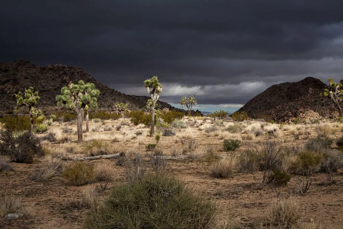Joshua trees in the desert with stormy skies. Some of the best hikes in Joshua tree are short circular hikes accessible to all hiking abilities