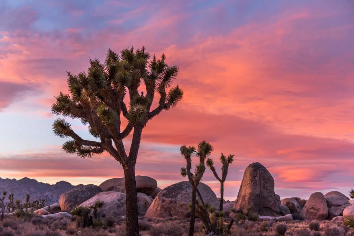 Joshua Trees and boulders against a pink sunset sky. Lost Horse Valley hike in Joshua tree National Park is fascinating for the nature and history of mining in the area.