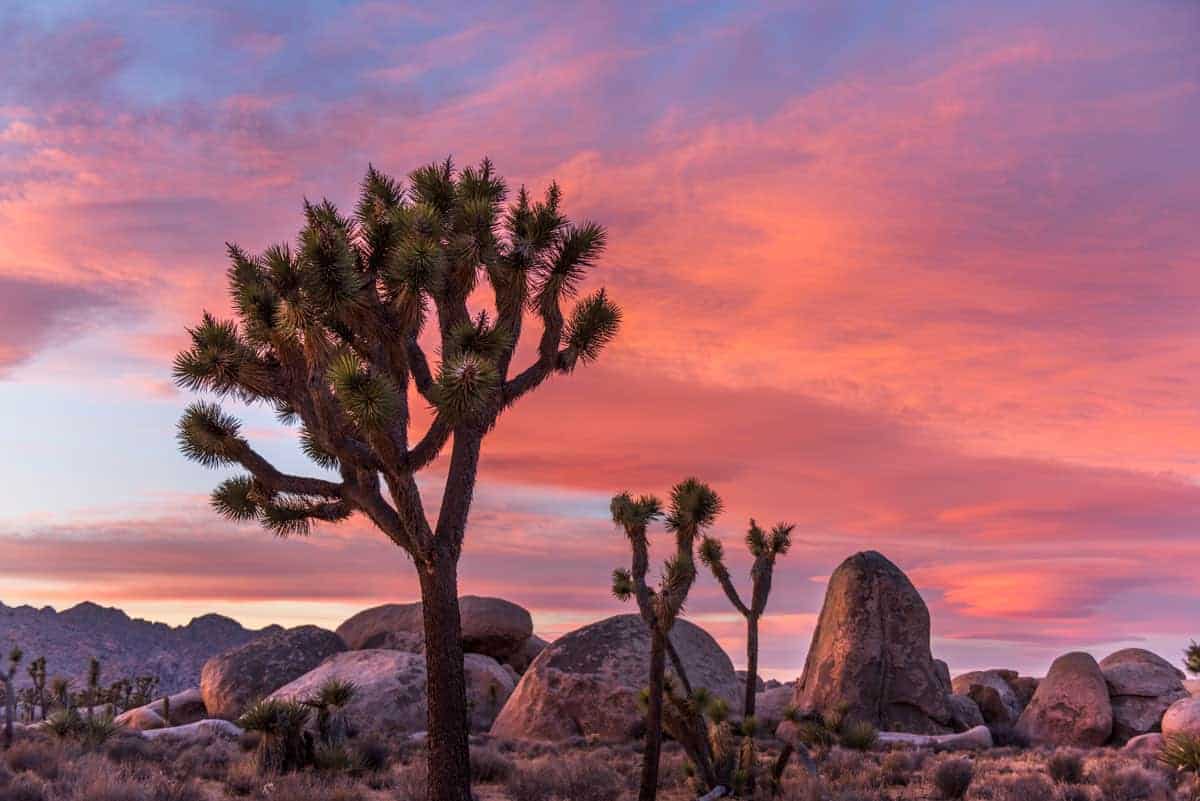 Joshua Trees and boulders against a pink sunset sky. Lost Horse Valley hike in Joshua tree National Park is fascinating for the nature and history of mining in the area.
