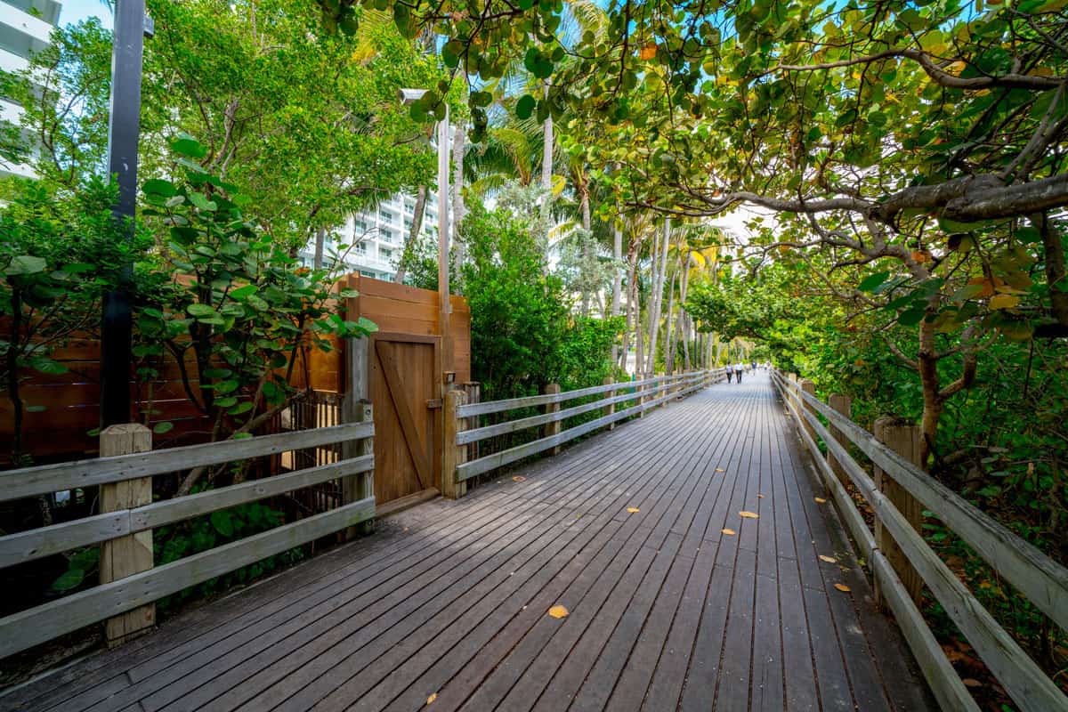 Wooden boardwalk flanked by mangrove in Miami.