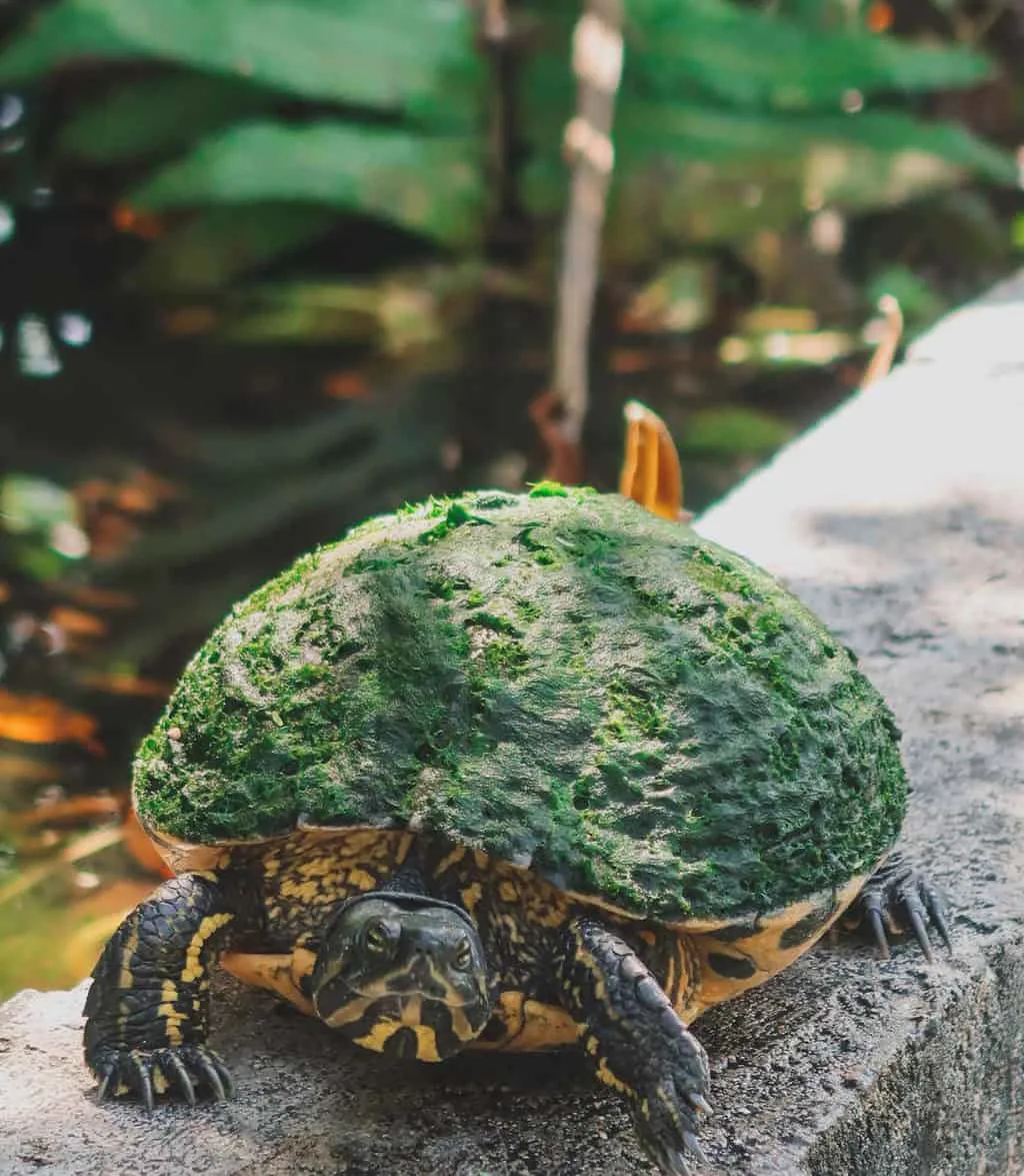 Turtle with moss on its shell in the wild