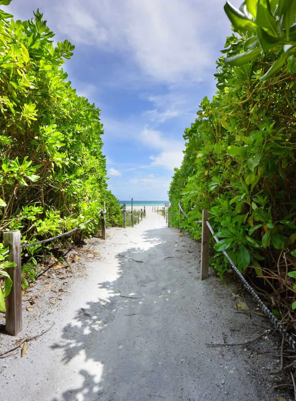 Sandy path leading to Miami Beach flanked with green shrubs. 