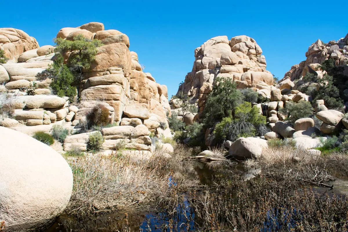 The lush vegetation against the desert creates an oasis at Willow Hole Hike in Joshua Tree National Park