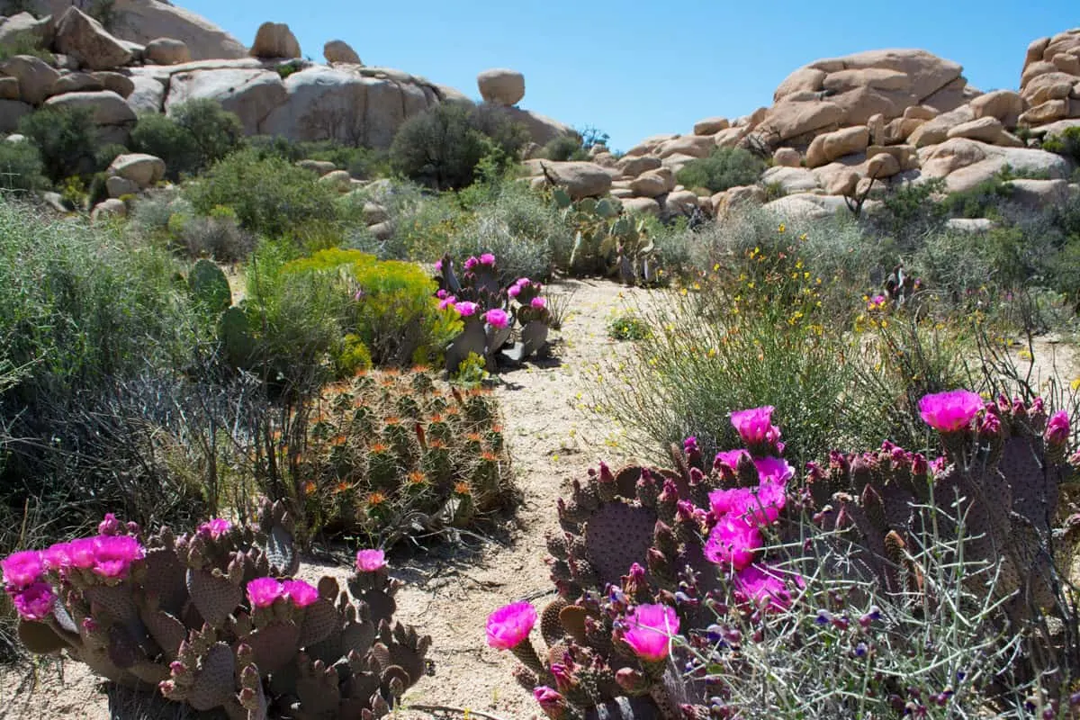 Beautiful pink cactus flowers in bloom in the Wonderland of Rocks in Joshua tree NP