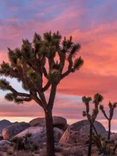 Joshua Trees and boulders against a pink sunset sky. Lost Horse Valley hike in Joshua tree National Park is fascinating for the nature and history of mining in the area.