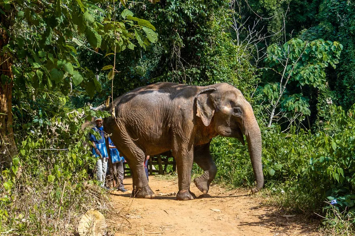 Elephants walking down a trail in the Elephant Nature Park Rescue in Chiang Mai Thailand. 
