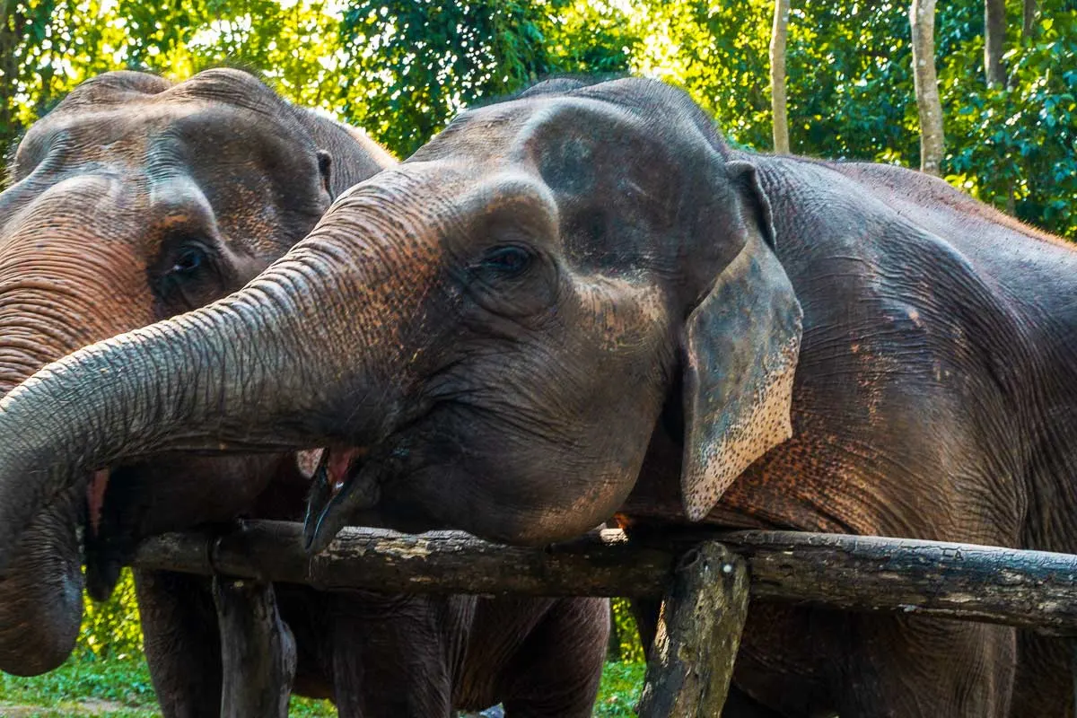 Large elephants with trunks etxended in the Elephant Nature Park Rescue in Chiang Mai Thailand