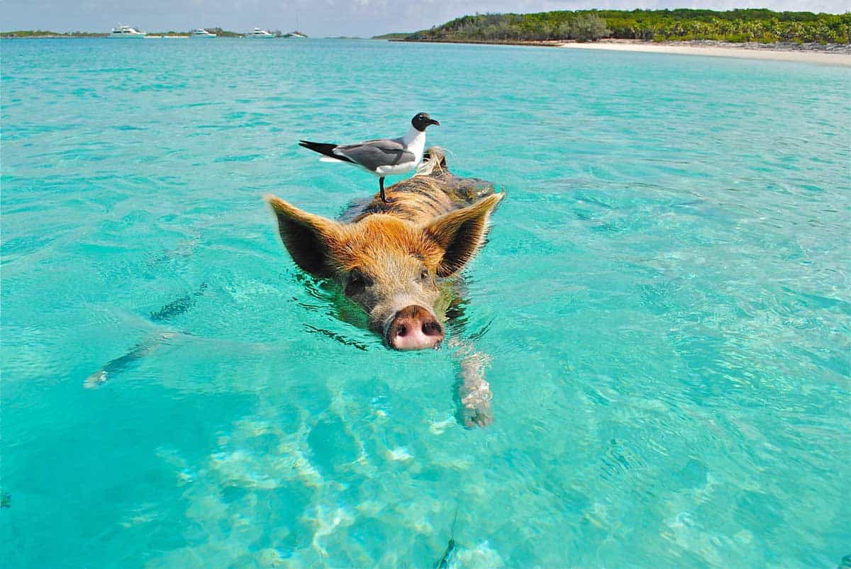 A pig with a seagull on its back swimming in the ocean on a day trip to the Bahamas from Fort Lauderdale.