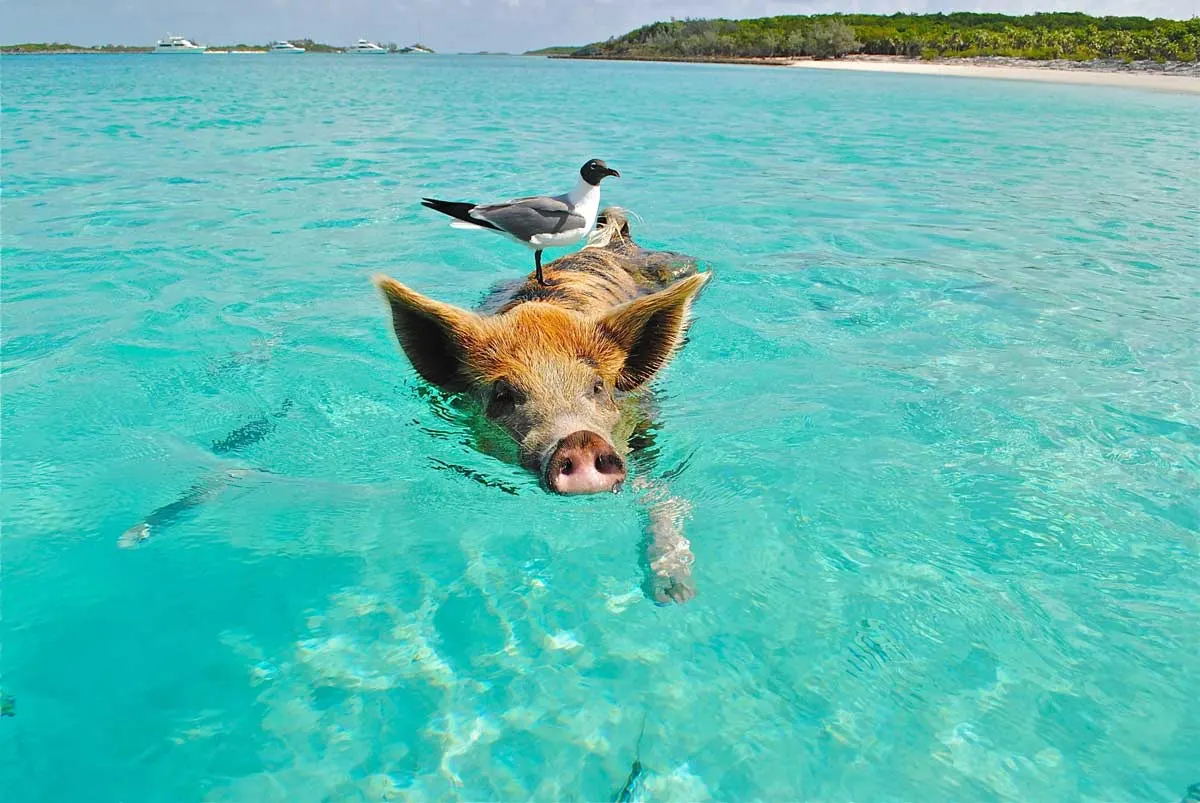 A pig with a seagull on its back swimming in the ocean on a day trip to the Bahamas from Fort Lauderdale.