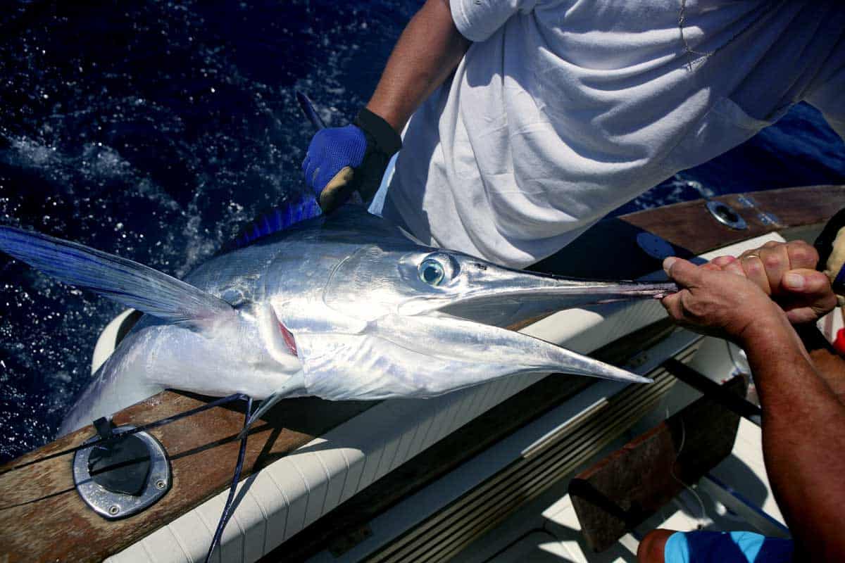 A deep sea sports fisherman pulling a marlin fish on board.