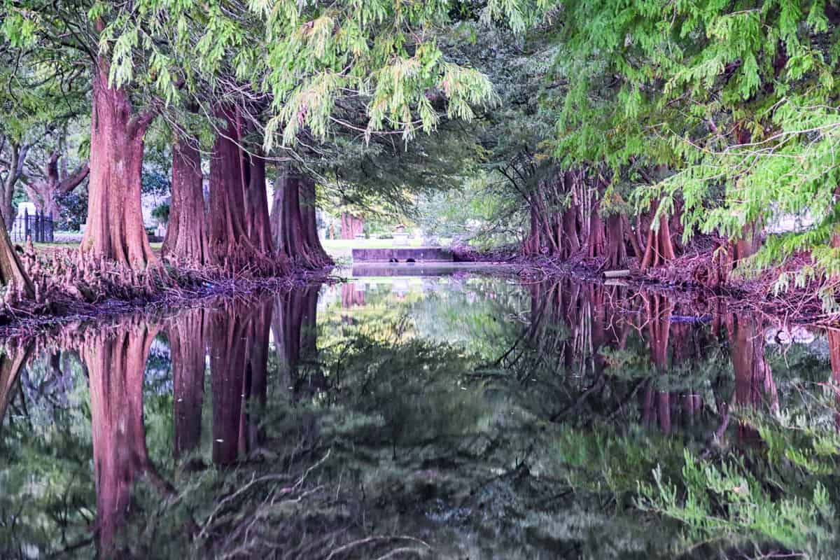 Spruce trees reflected in the water inn the Garden district 
