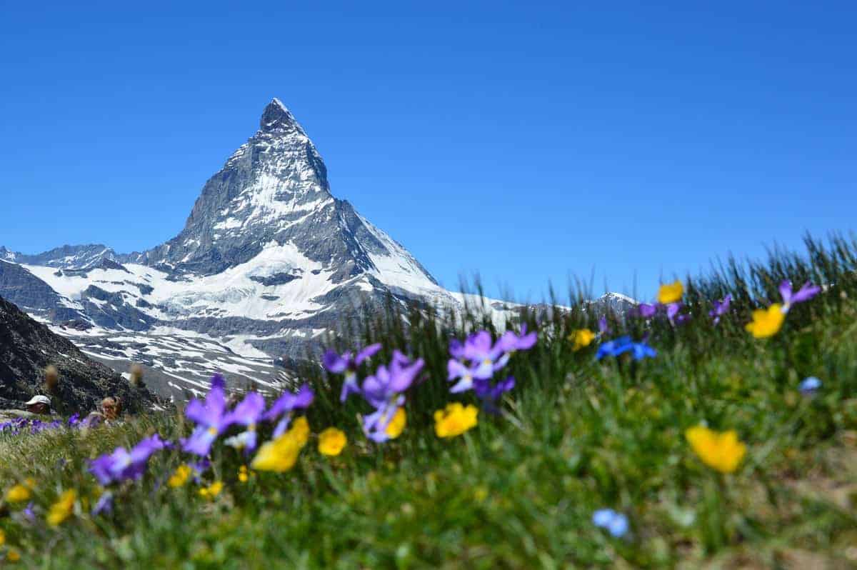Swiss alps mountain with flowers