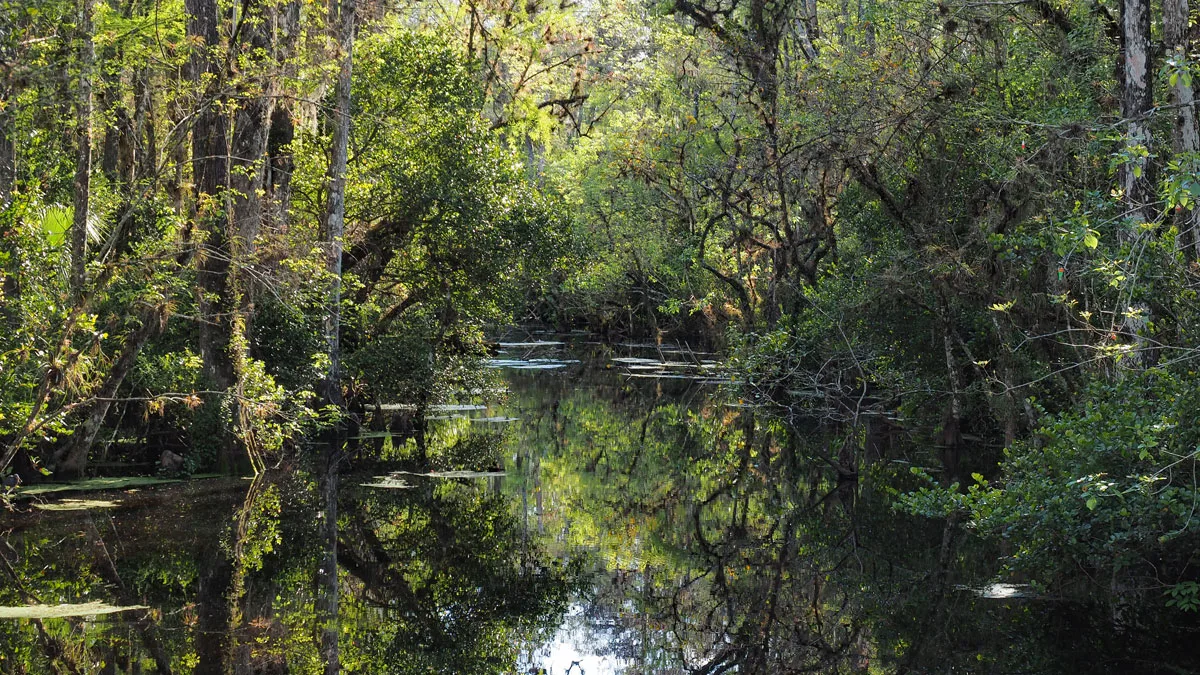 Trees and water in the swampland of Big Cypress National Preserve.