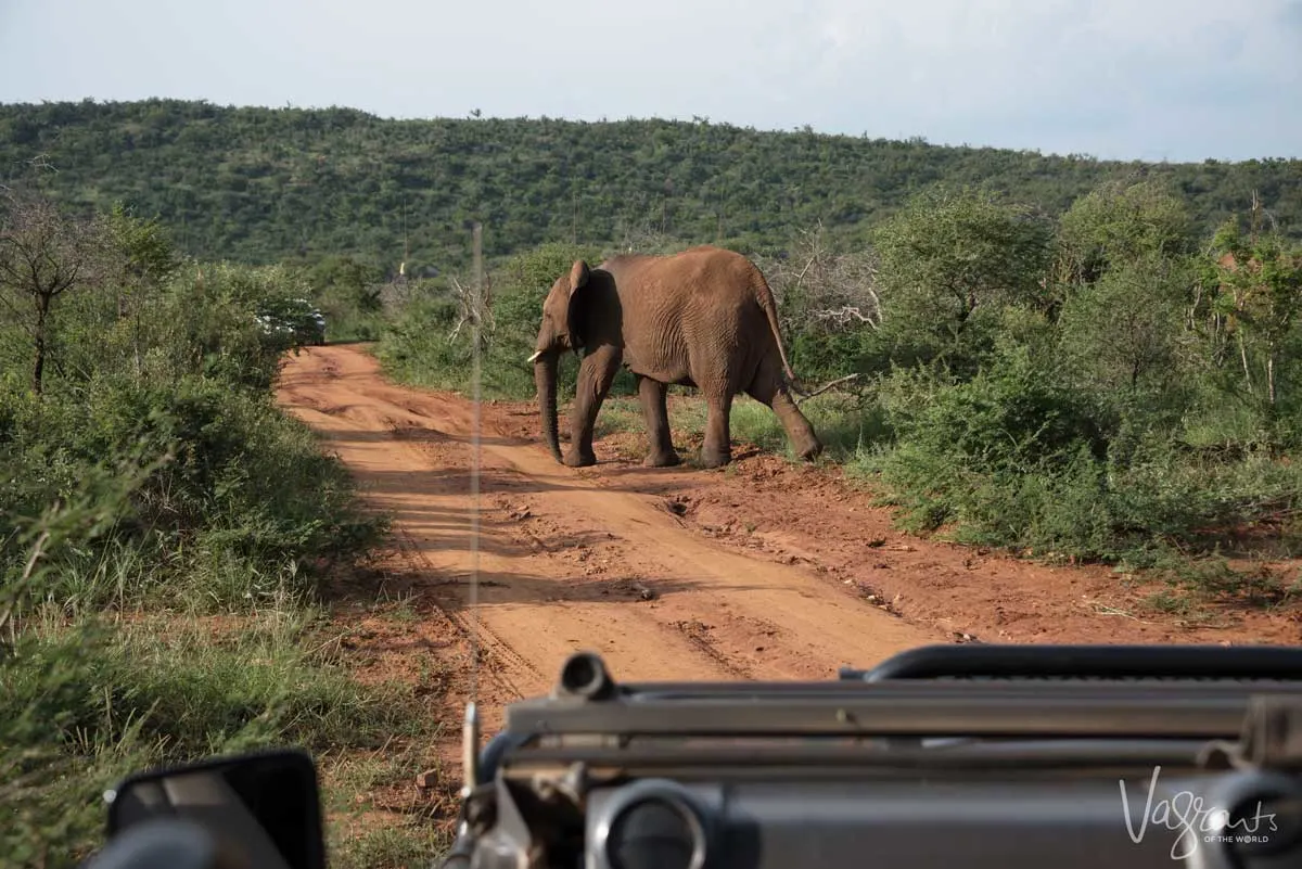 Elephant crossing the road in front of safari vehicle is a once in a lifetime experience which you can have on a Aquila Private Game Reserve safari day trip from Cape Town. 