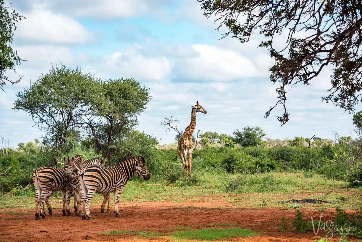  Zebra and giraffe in the South African bush. 