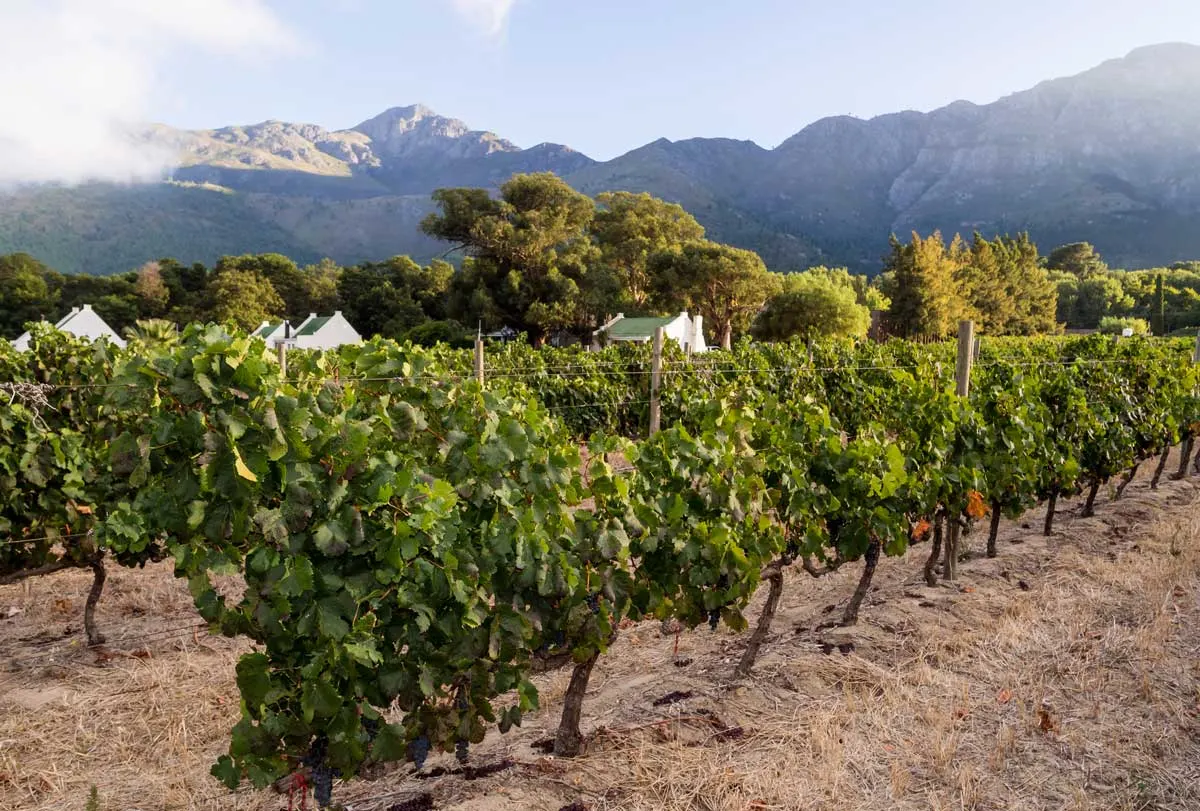 Day trip to Franschhoek, South Africa's most celebrated wineries.