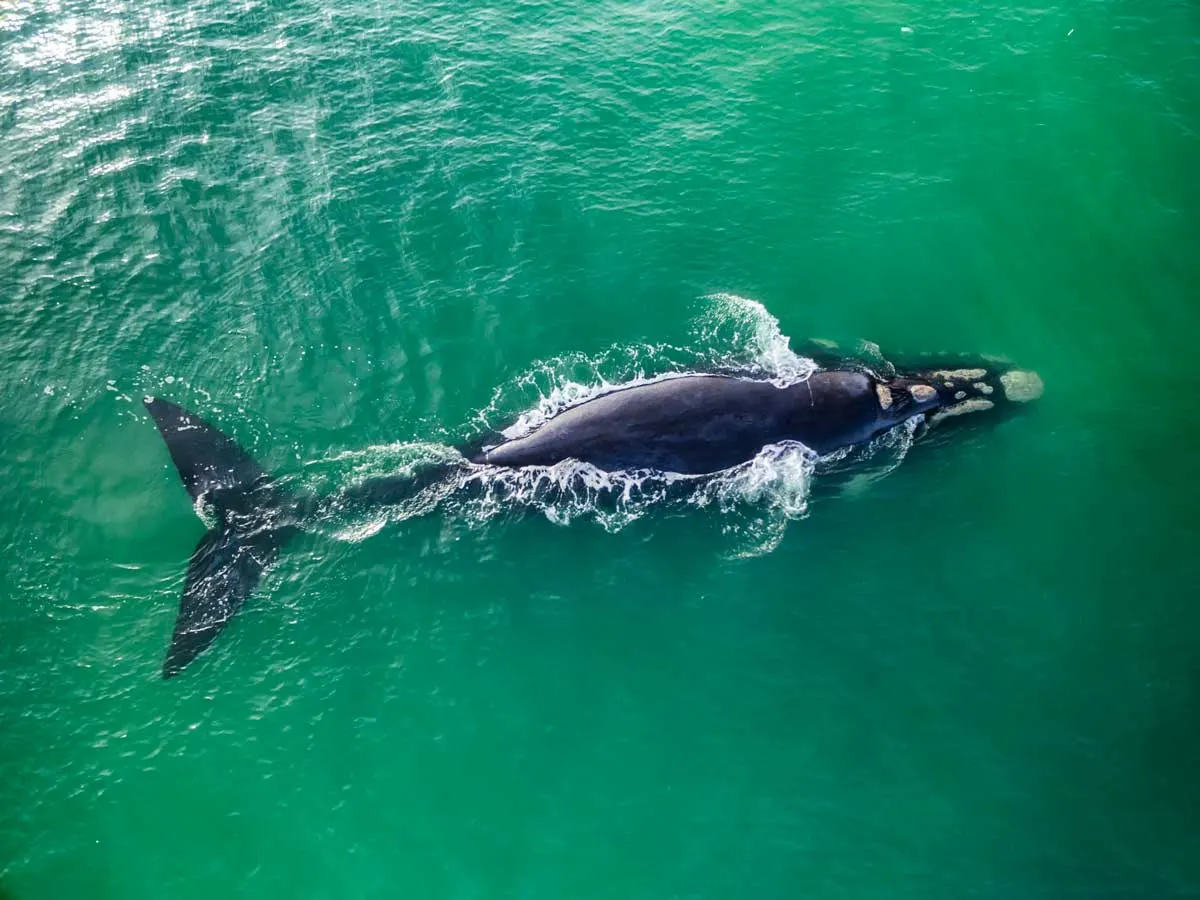 Southern Right whale in Hermanus harbour. 
