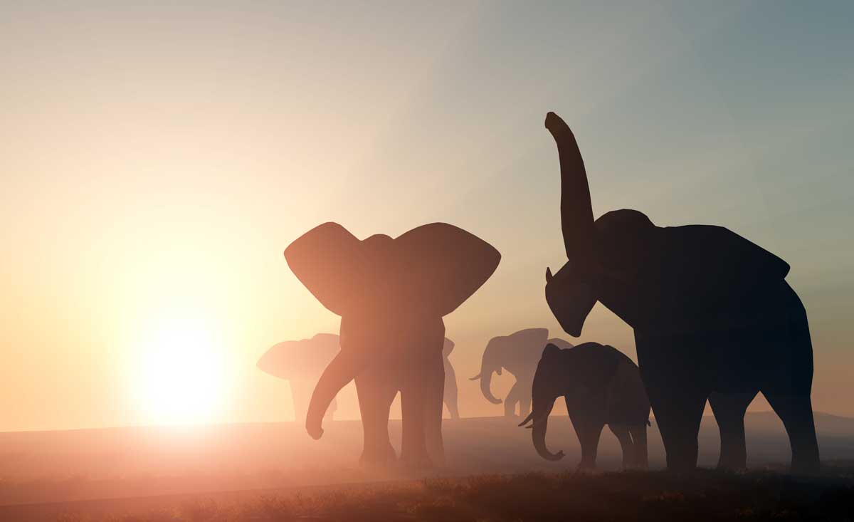 The silhouette of an elephant herd crossing the plains at sunset on an African safari.