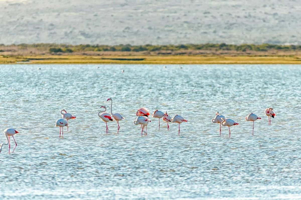 Greater flamingos gather in the Langebaan lagoon in the West Coast National Park in South Africa