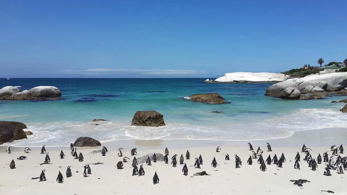 White sand and blue water of Boulders beach near Cape Town with groups of iconic yet endangered African Penguin. 
