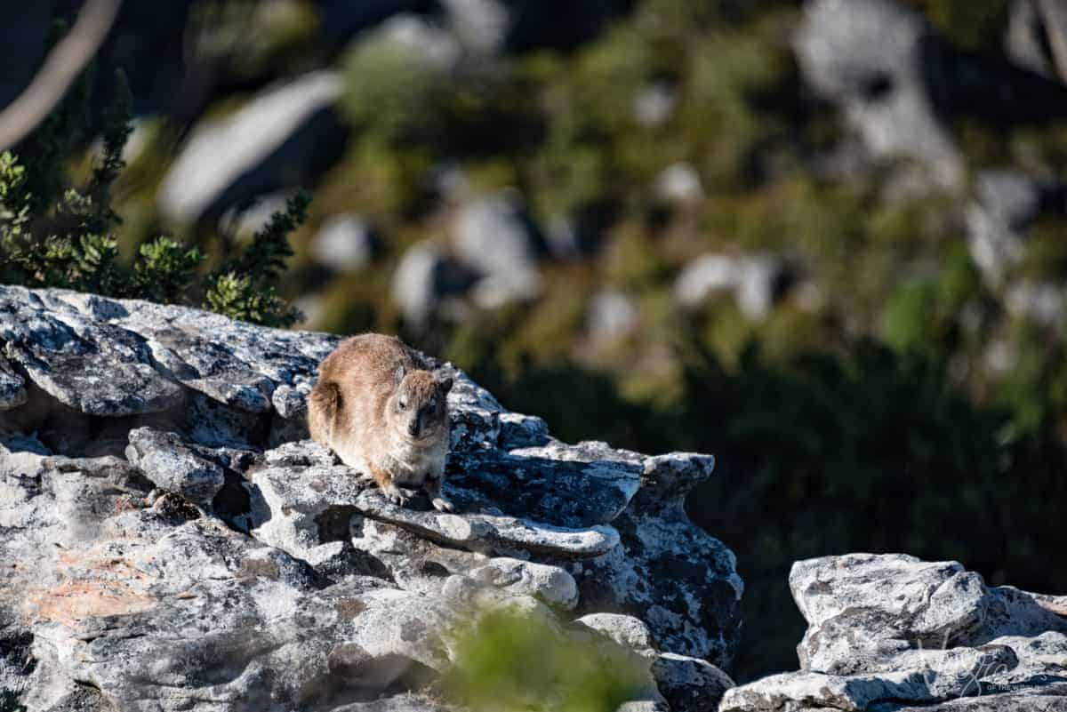 Rock hyrax are a small mammal that can be seen on a Table Mountain Hike
