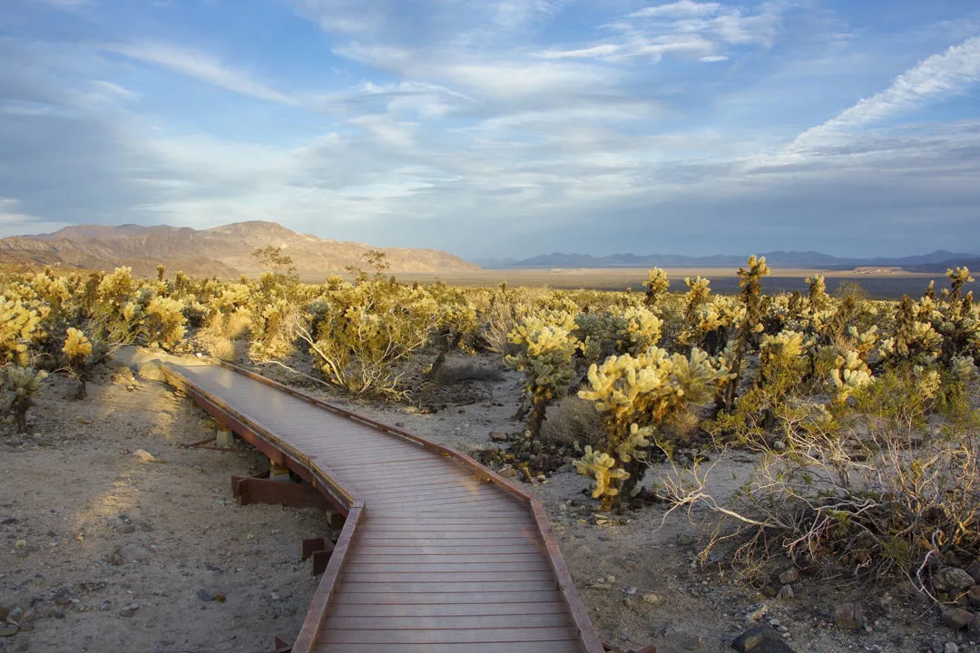 The chollo cactus garden walking platform. 