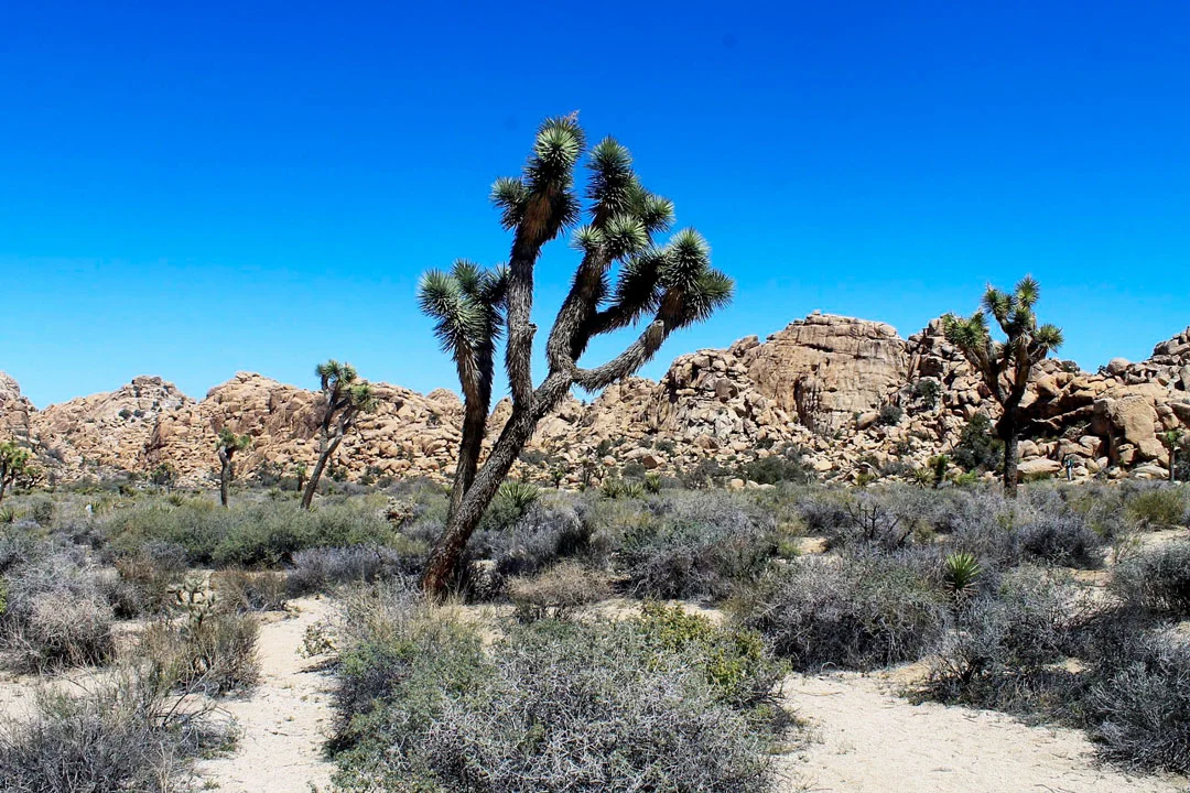The iconic Joshua Tree in the middle of the desert landscape in Joshua Tree National Park