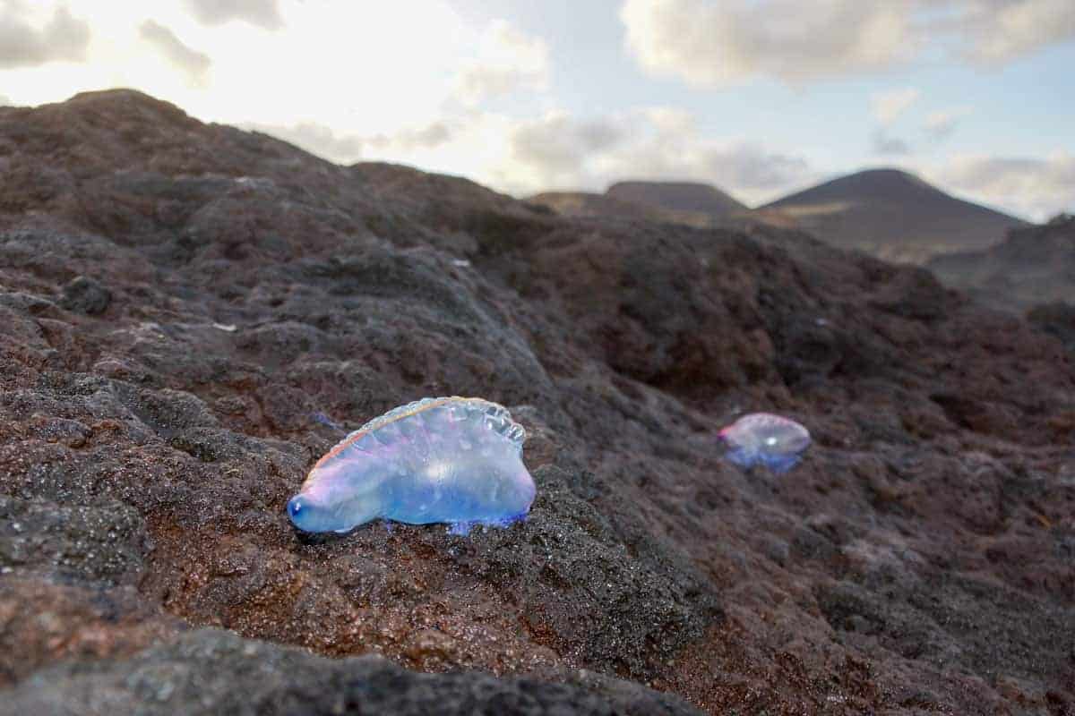 Portuguese man o war jellyfish living in the lava pools in Faial.