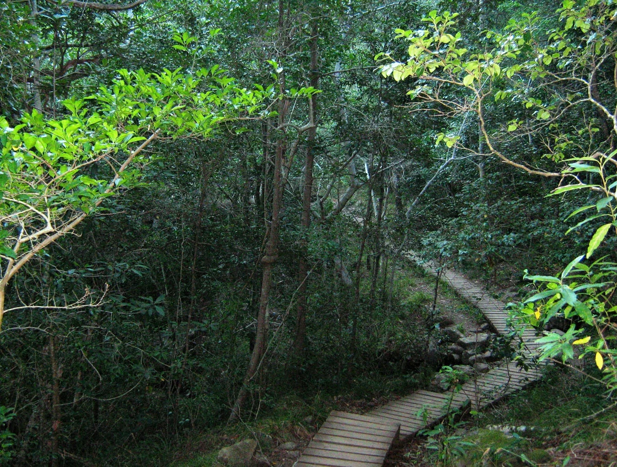 Newlands Forest offers hikes through indigenous forest. 