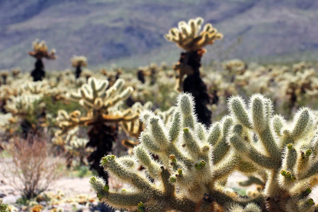 The chollo cactus garden in Joshua Tree National Park is one of the most popular attarctions