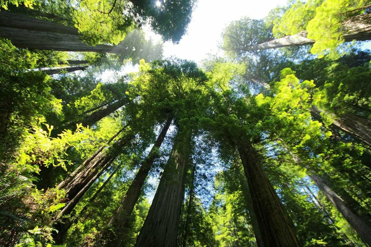 California Redwoods reaching to the sky with magnificent green canopy.