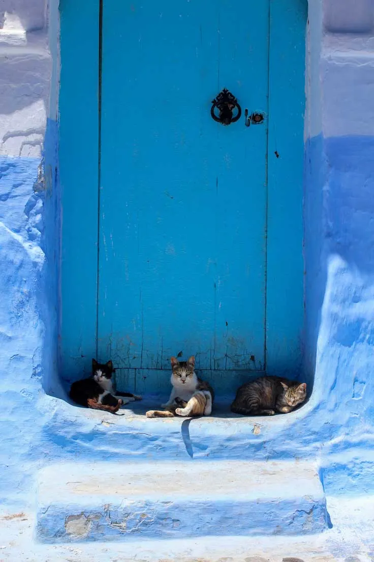 3 cats sitting in front of blue door in Chefchaouen.