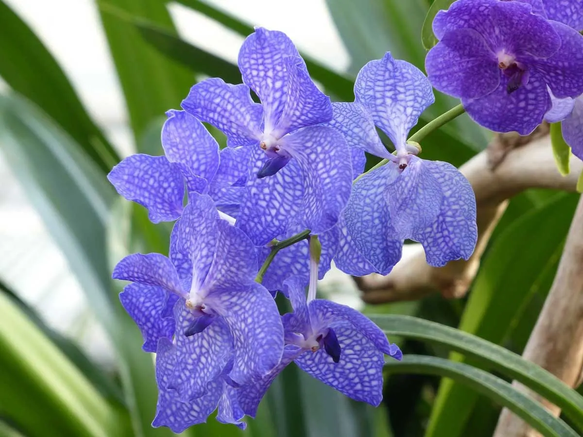 Blue Vanda Orchid in the Conservatory of Flowers. 