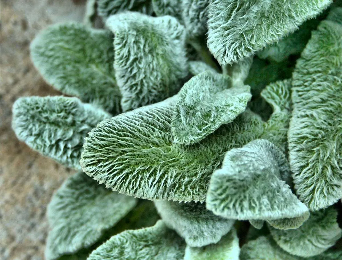 Light green petals of the Lambs Ear found in Sensory Garden at the Gardens of Lake Merritt