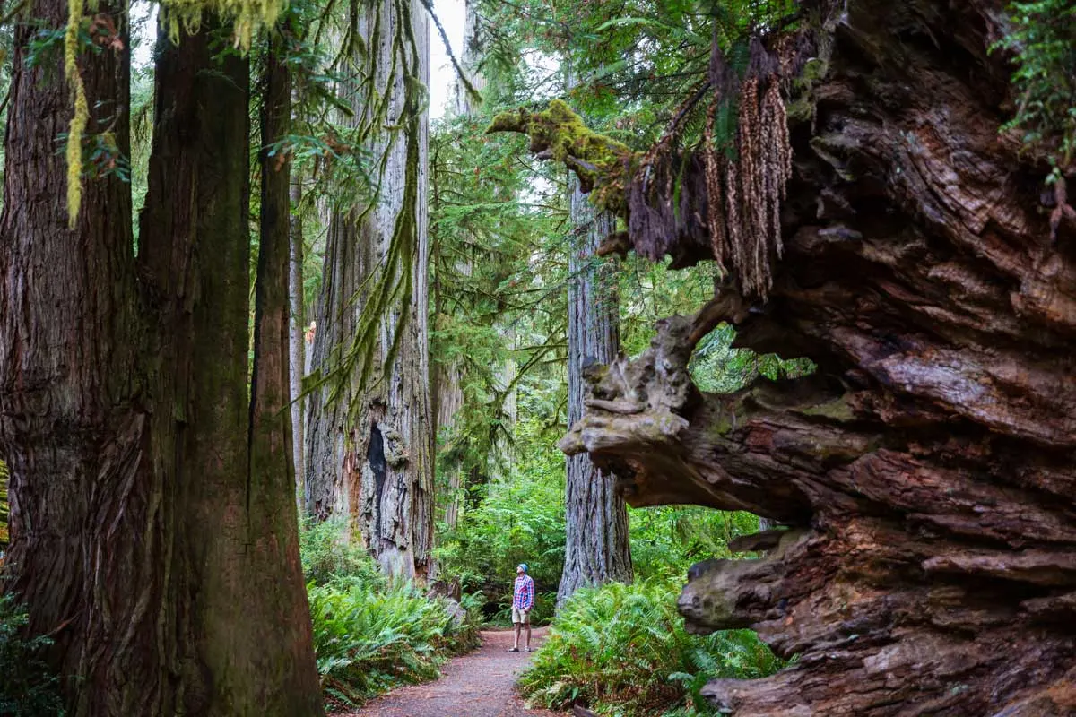 Man wandering along a path admiring the giant redwood trees in Northern California forest