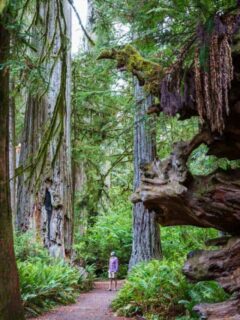 Man wandering along a path admiring the giant redwood trees in Northern California forest