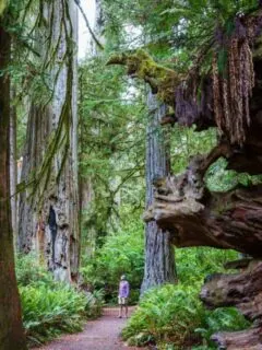 Man wandering along a path admiring the giant redwood trees in Northern California forest