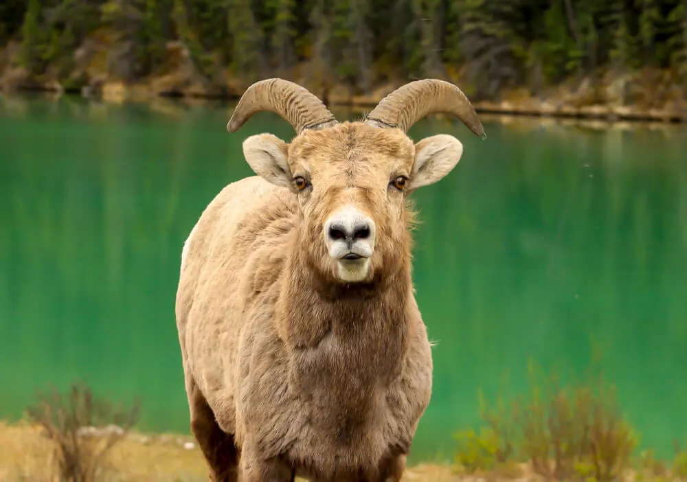 Big horn sheep in front of a green lake, a common sight for wildlife watchers on a fall roadtrip.