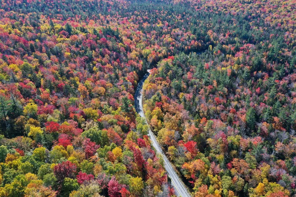 A potpourri of colour in fall foliage above Kangamangus Pass, New Hampshire.