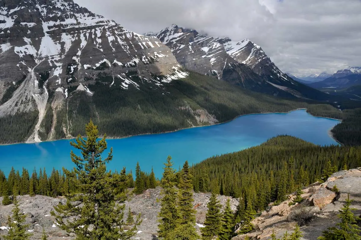 Snow covered mountains lead down to a blue lake and green fur trees in Icefields Parkway.