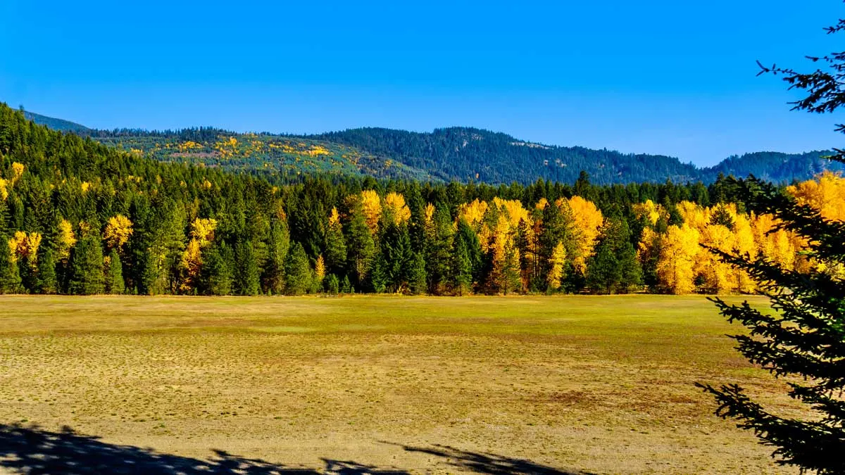 Golden fields flanked by forest in fall colours of gold and green.