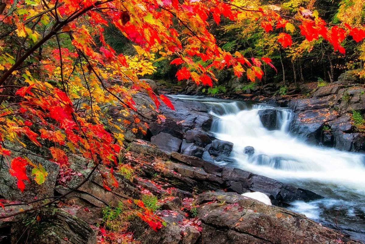 Cascading creek and red/gold foliage surrounds you in fall in Algonquin Park.